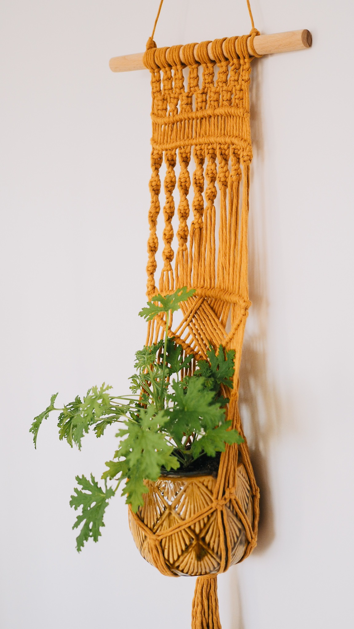 Kwietnik ZŁOCISTY PROMIEŃ - obrazek 2