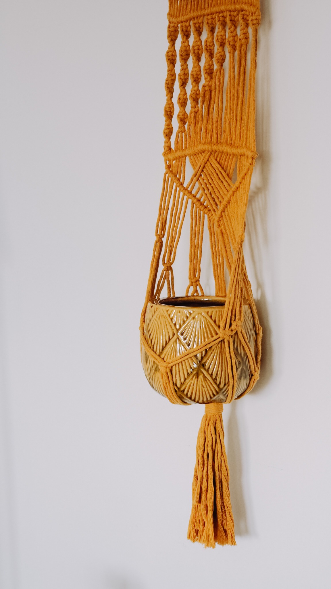 Kwietnik ZŁOCISTY PROMIEŃ - obrazek 4