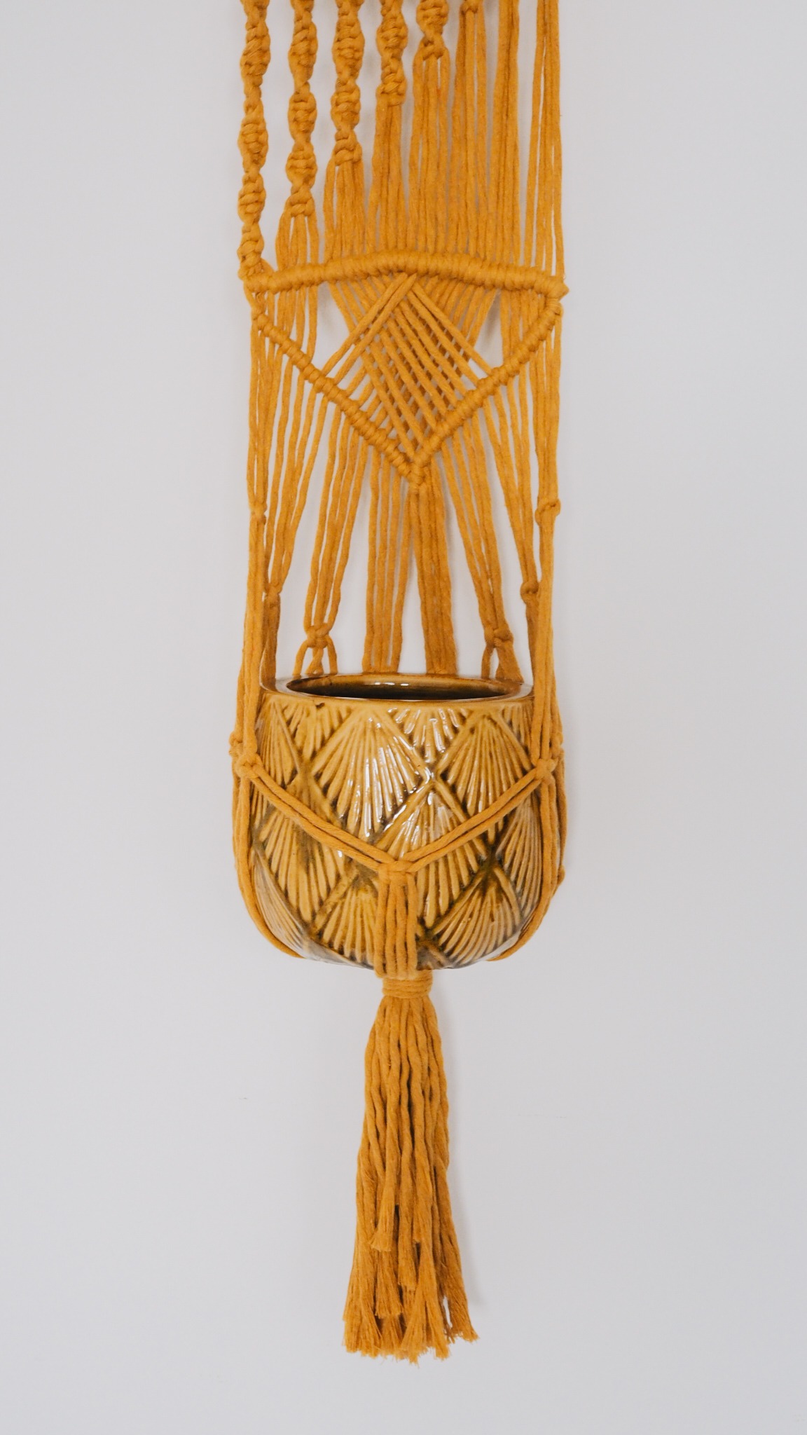 Kwietnik ZŁOCISTY PROMIEŃ - obrazek 5