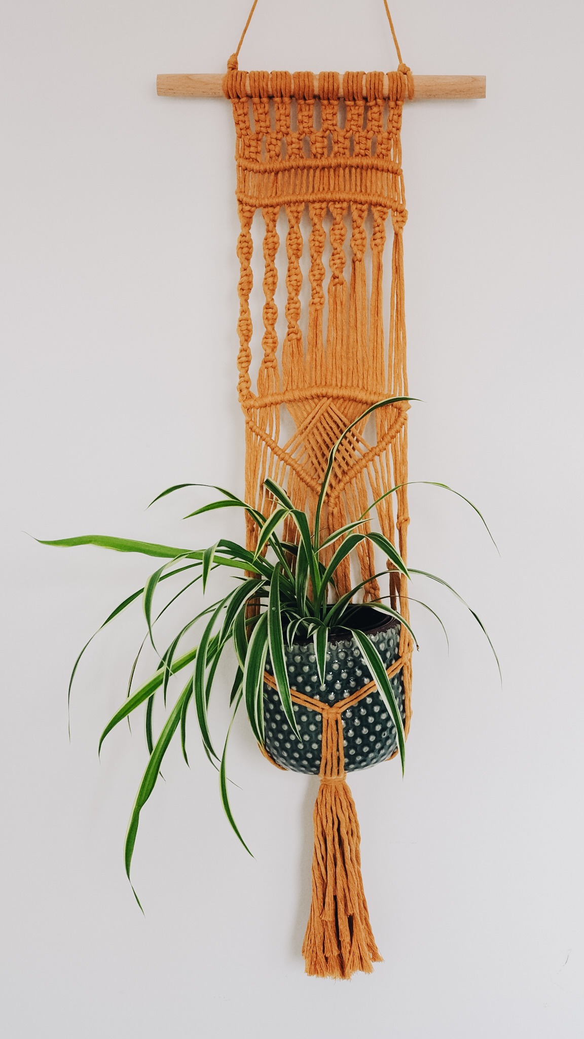 Kwietnik ZŁOCISTY PROMIEŃ