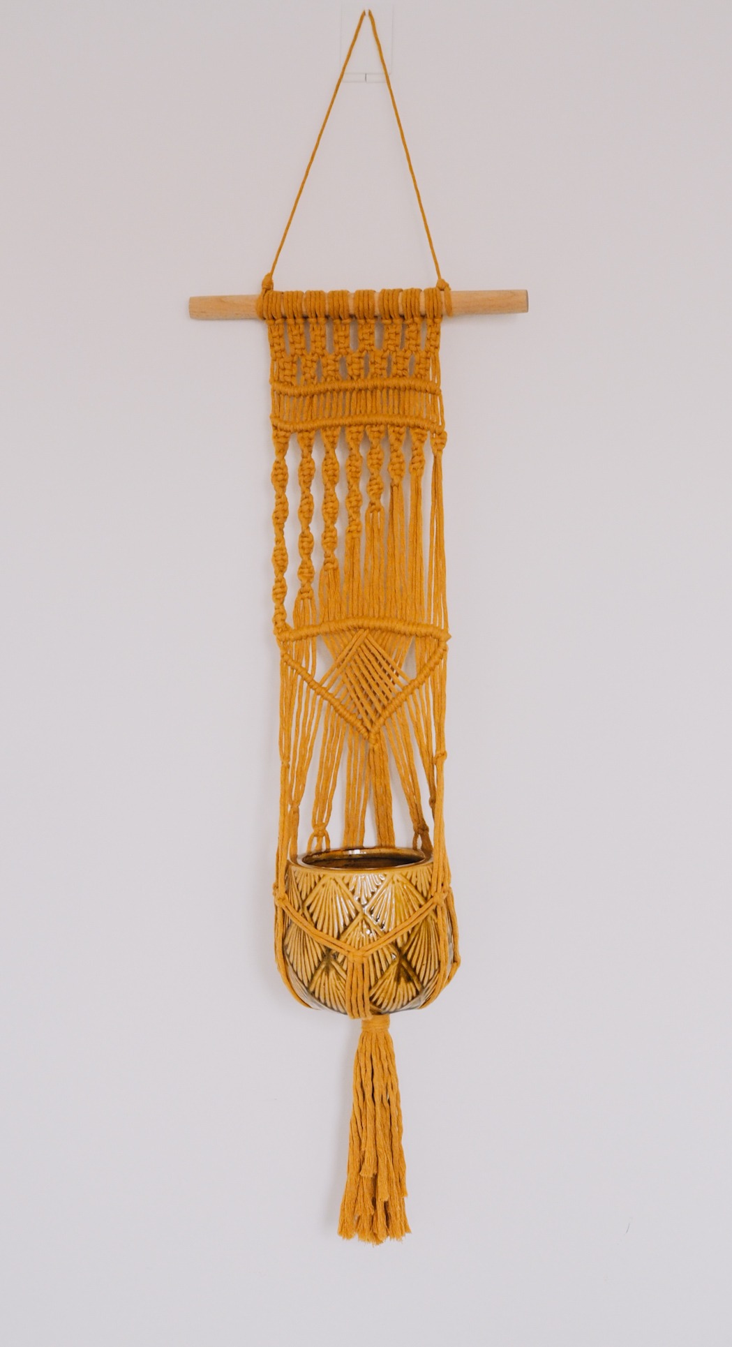 Kwietnik ZŁOCISTY PROMIEŃ - obrazek 6